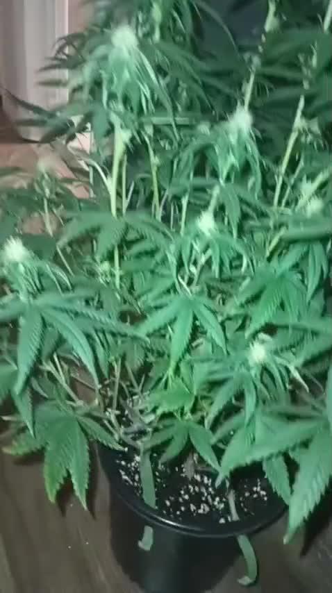 Super Fried Applez ‍♂️🍗🍎