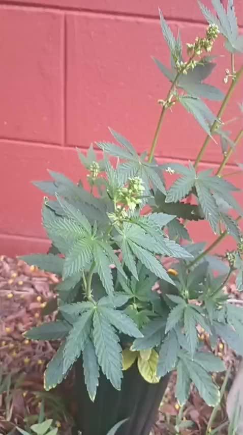 Apple Junky - Homegrown Genetics Tester!
