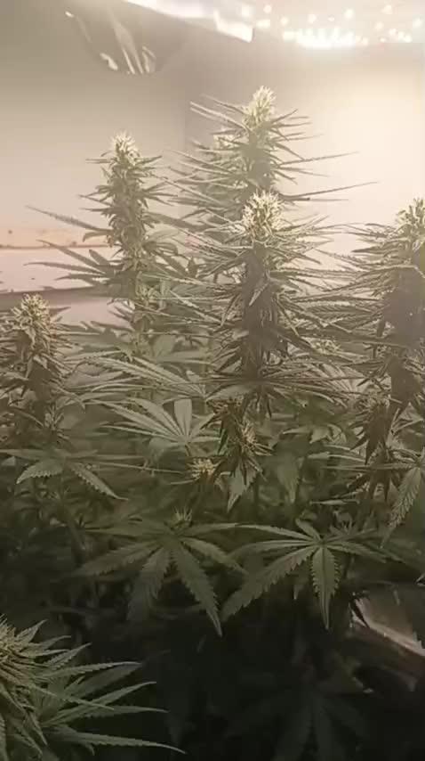 Super Fried Applez ‍♂️🍗🍎