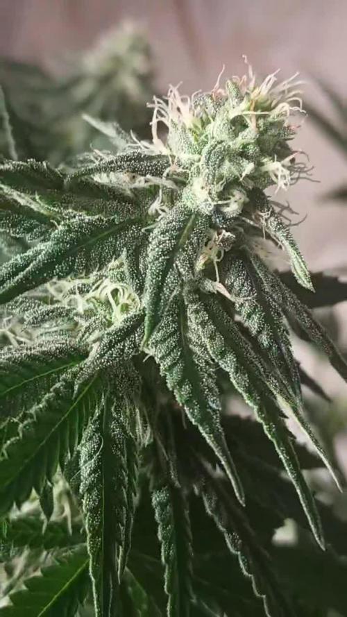 Super Fried Applez ‍♂️🍗🍎