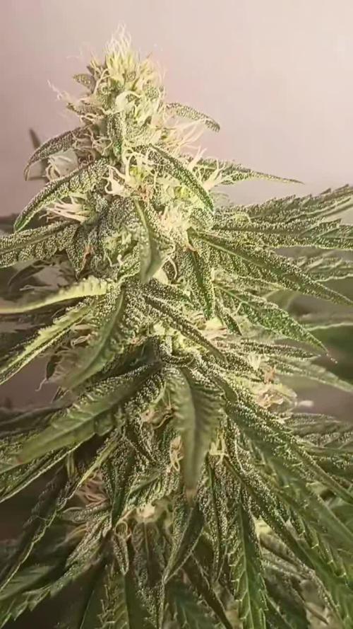 Super Fried Applez ‍♂️🍗🍎