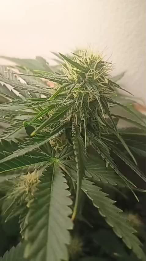 Sour Grape Diesel - James Loud