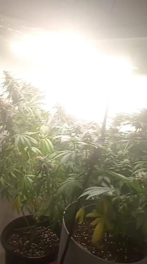 Super Fried Applez ‍♂️🍗🍎