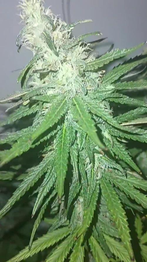 Super Fried Applez ♂️🍗🍎