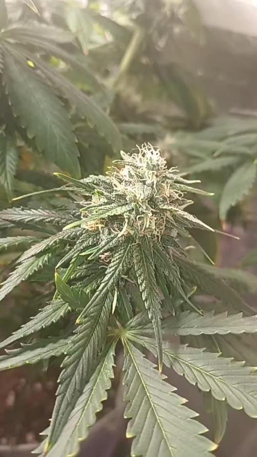 Sour Grape Diesel - James Loud