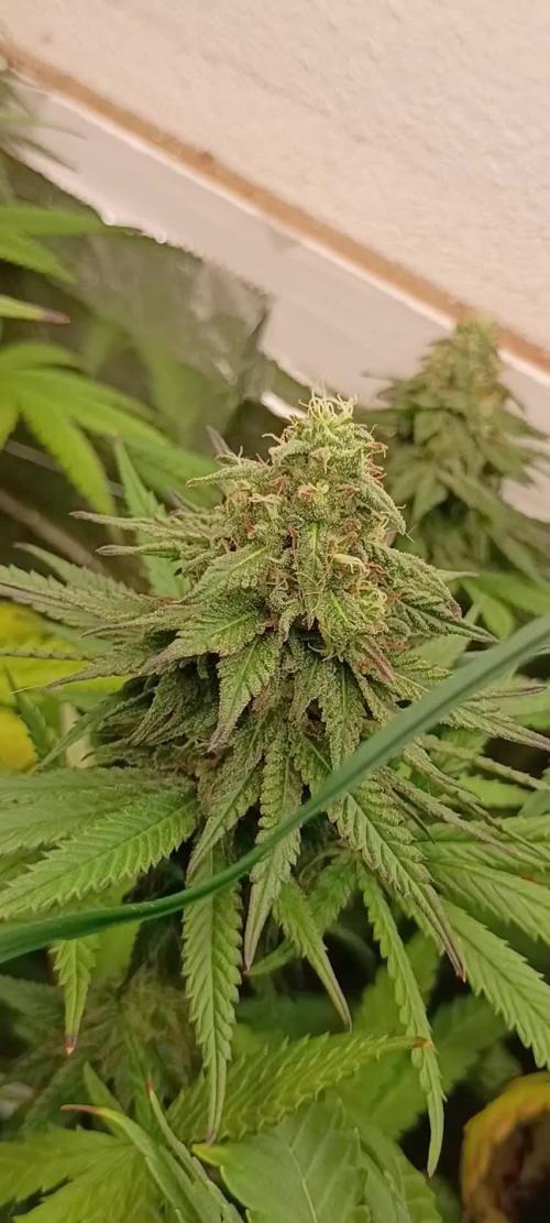 Super Fried Applez ‍♂️🍗🍎