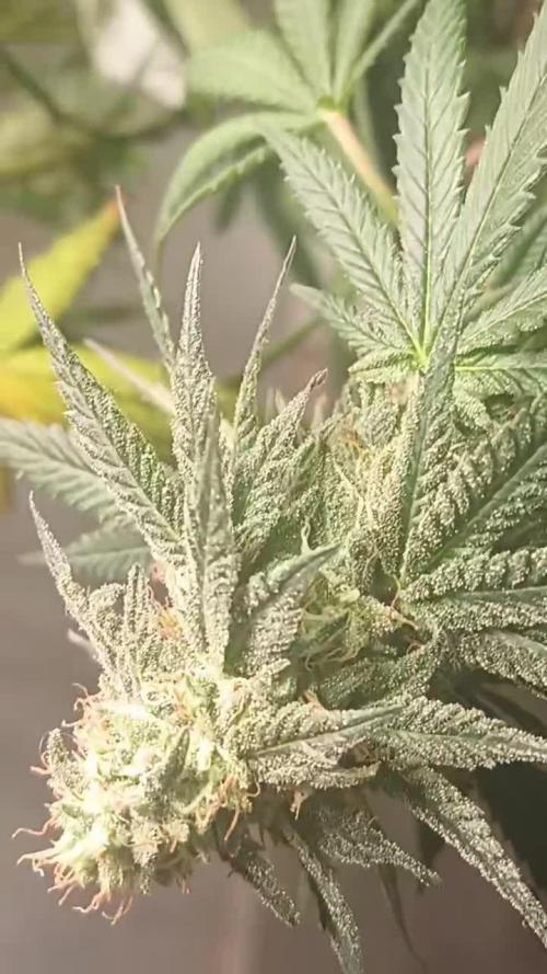 Super Fried Applez ‍♂️🍗🍎