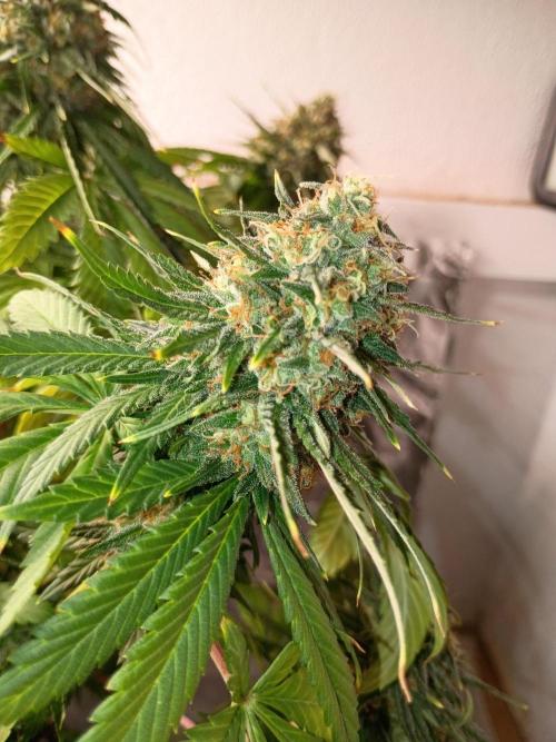 Sour Grape Diesel - James Loud. Week 15