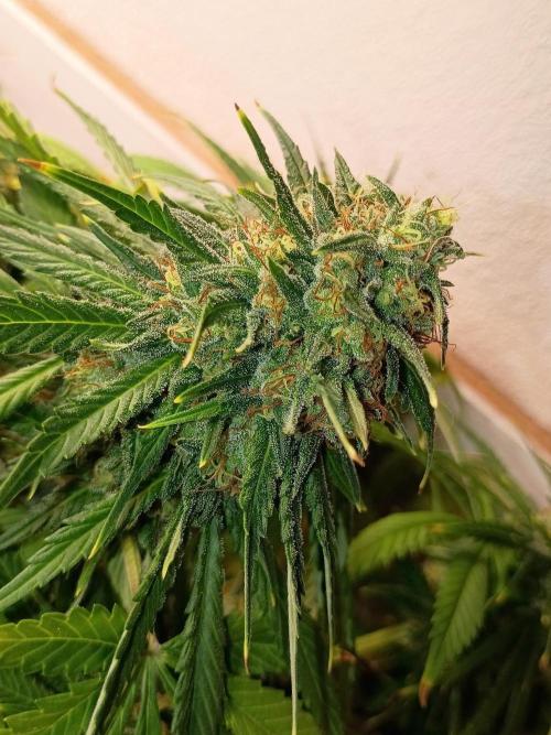 Sour Grape Diesel - James Loud. Week 15