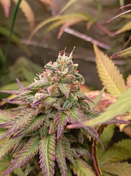 Super Fried Applez ‍♂️🍗🍎. Week 19