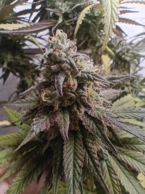 Super Fried Applez ‍♂️🍗🍎. Week 19