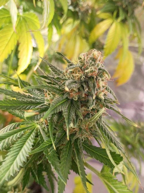 Super Fried Applez ‍♂️🍗🍎. Week 19