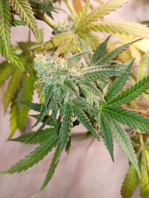 Super Fried Applez ‍♂️🍗🍎. Week 19