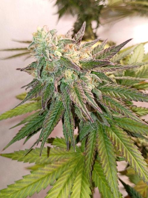 Super Fried Applez ‍♂️🍗🍎. Week 19