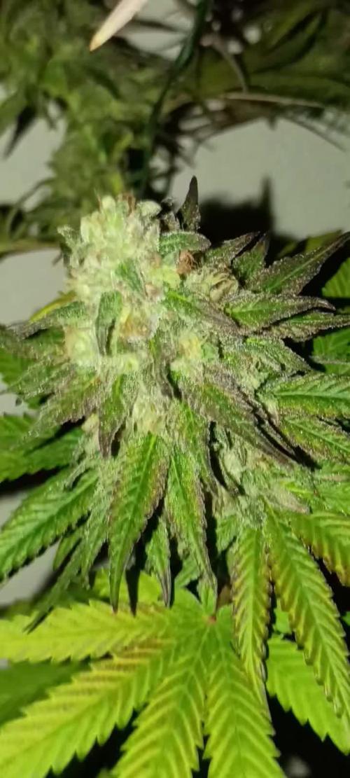 Super Fried Applez ♂️🍗🍎