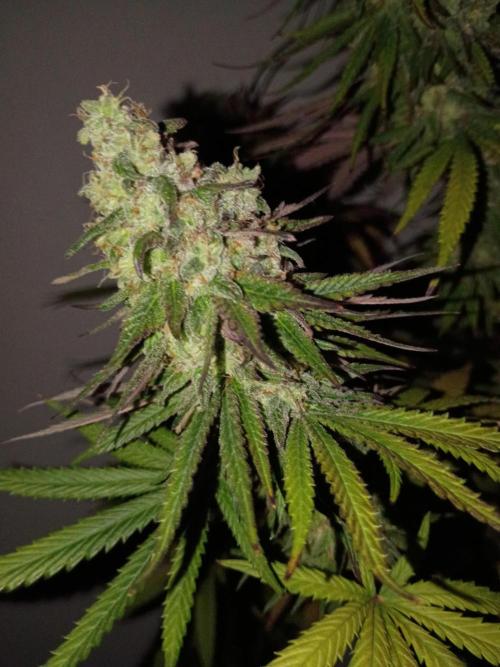 Super Fried Applez ‍♂️🍗🍎. Week 19