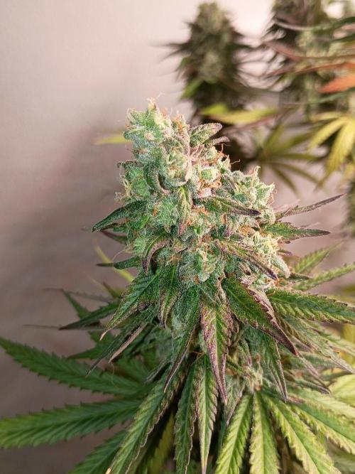 Super Fried Applez ‍♂️🍗🍎. Week 19