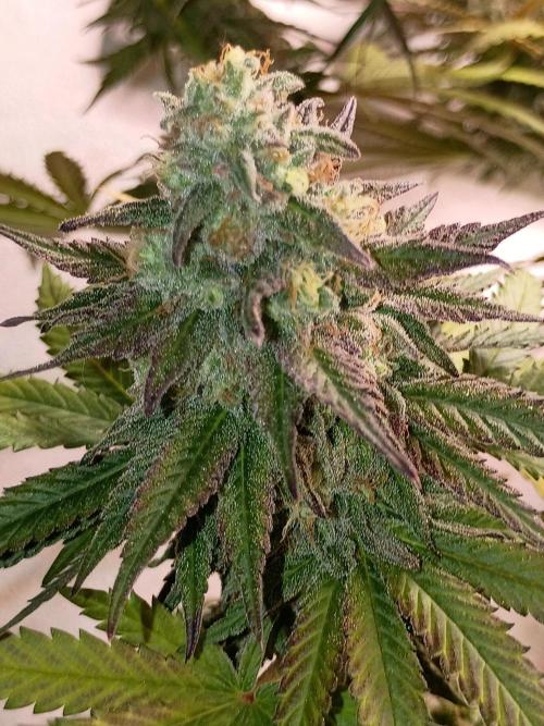 Super Fried Applez ‍♂️🍗🍎. Week 19