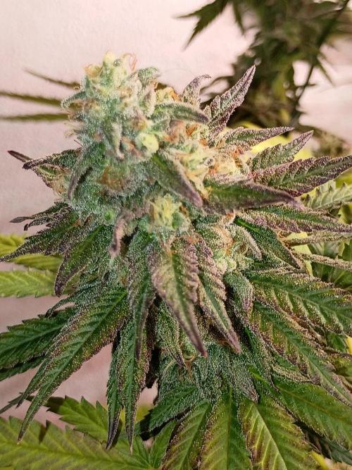 Super Fried Applez ‍♂️🍗🍎. Week 19