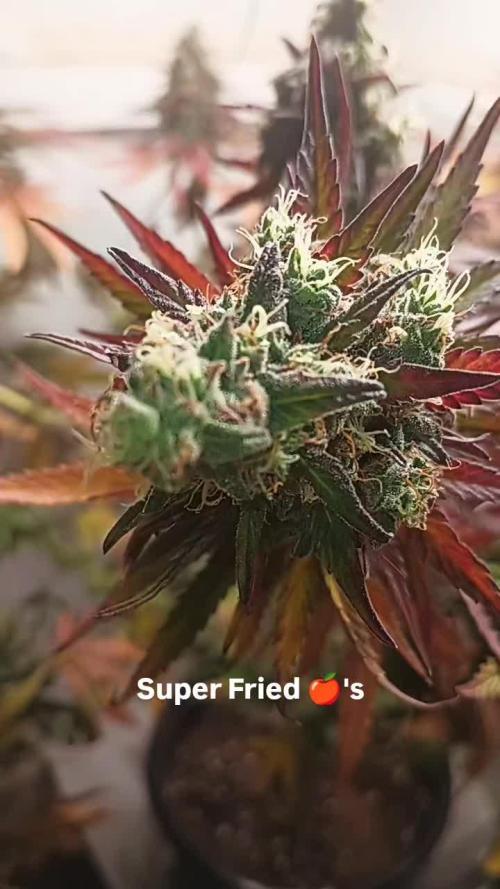 Super Fried Applez ‍♂️🍗🍎