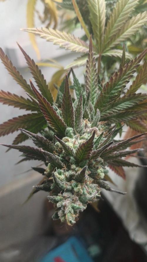 Super Fried Applez ‍♂️🍗🍎. Week 20