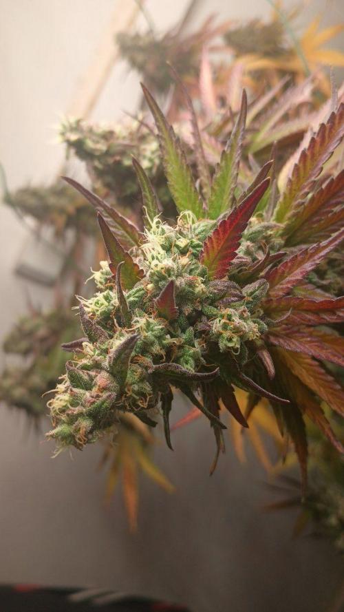 Super Fried Applez ‍♂️🍗🍎. Week 20