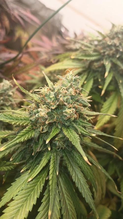 Sour Grape Diesel - James Loud. Week 16