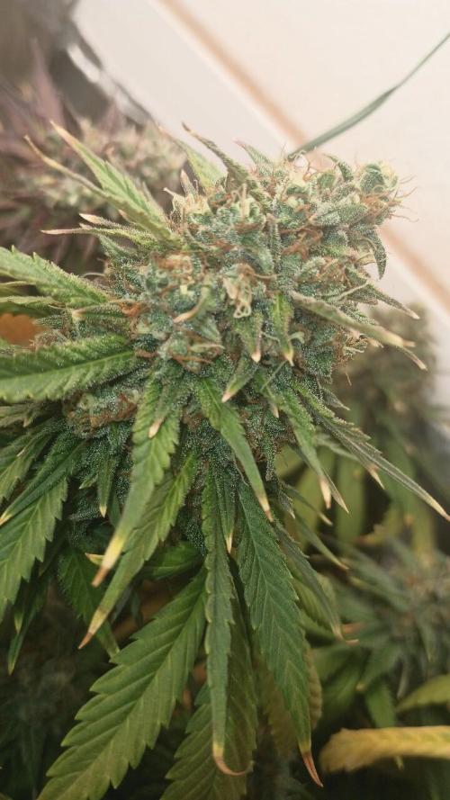 Sour Grape Diesel - James Loud. Week 16