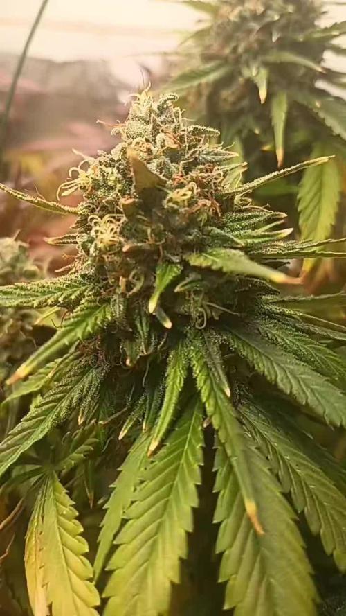 Sour Grape Diesel - James Loud