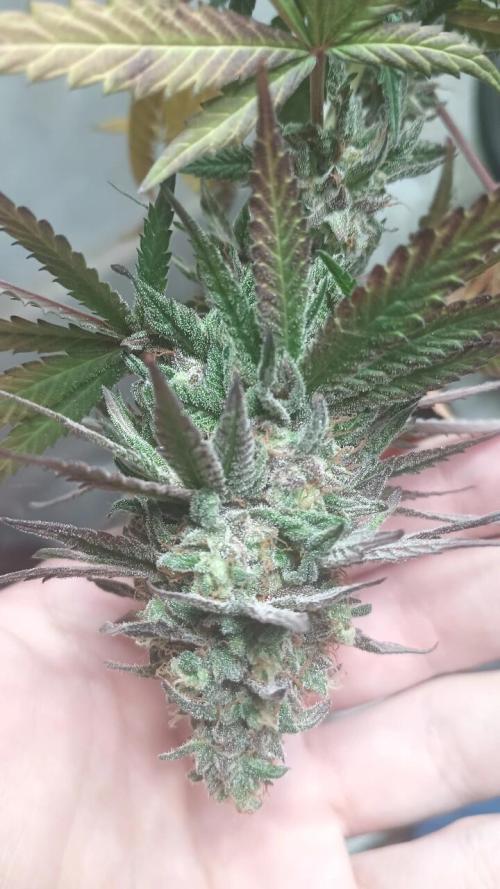 Super Fried Applez ‍♂️🍗🍎. Week 20