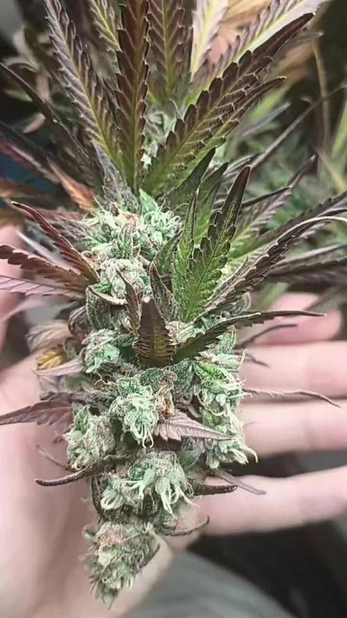 Super Fried Applez ‍♂️🍗🍎