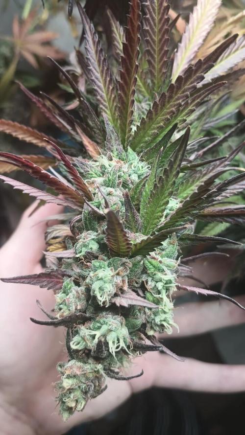 Super Fried Applez ‍♂️🍗🍎. Week 20