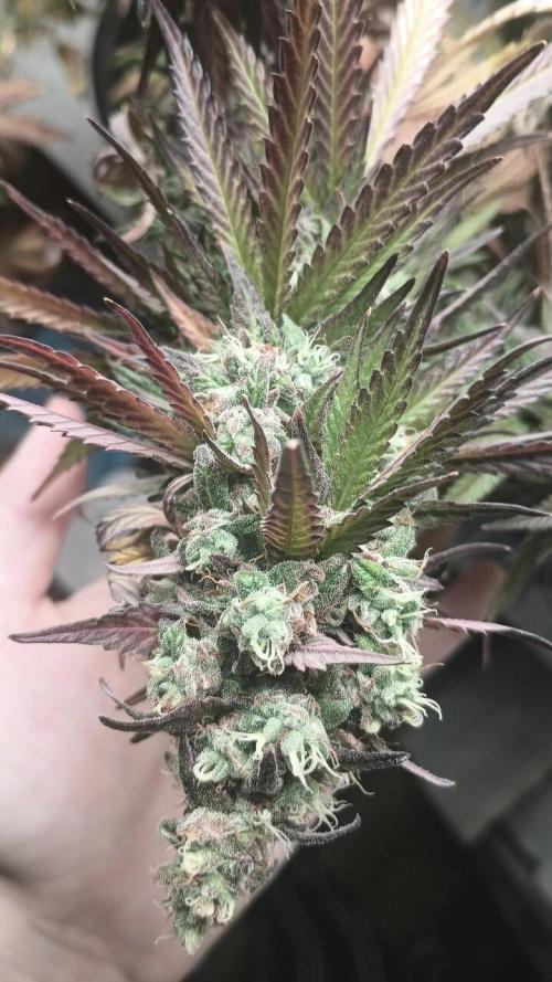 Super Fried Applez ‍♂️🍗🍎. Week 20