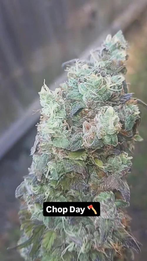 Super Fried Applez ‍♂️🍗🍎