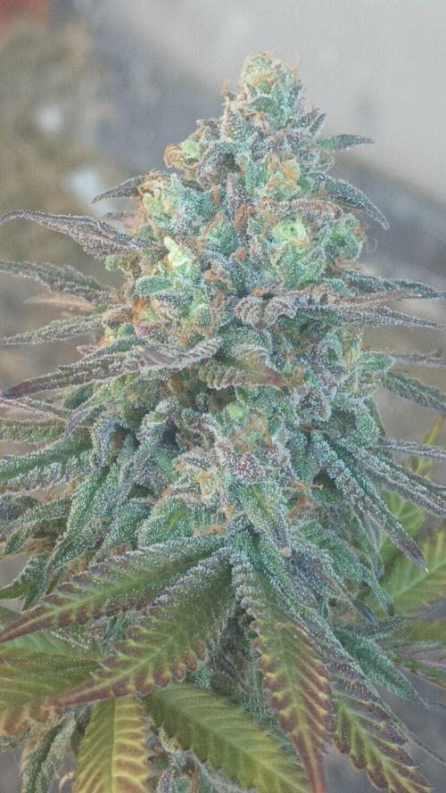 Super Fried Applez ‍♂️🍗🍎. Week 21