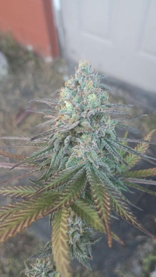 Super Fried Applez ‍♂️🍗🍎. Week 21