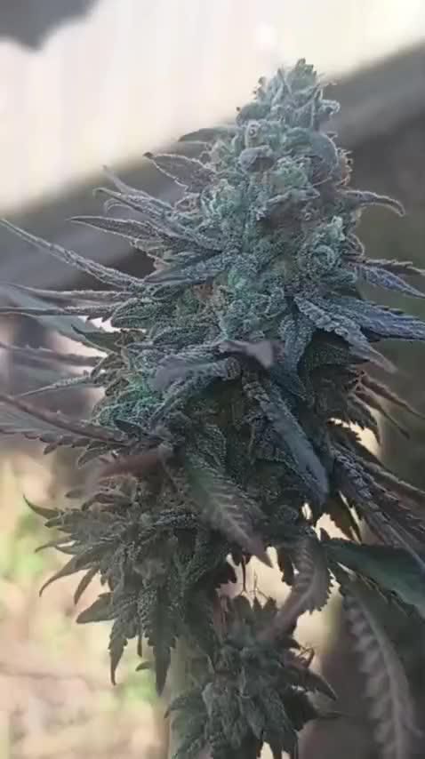 Super Fried Applez ‍♂️🍗🍎