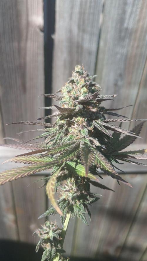 Super Fried Applez ‍♂️🍗🍎. Week 21