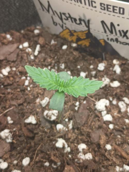 Halloween Mystery Mix #1 - IHG. Week 1