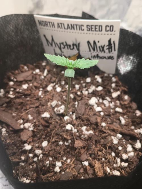 Halloween Mystery Mix #1 - IHG. Week 1