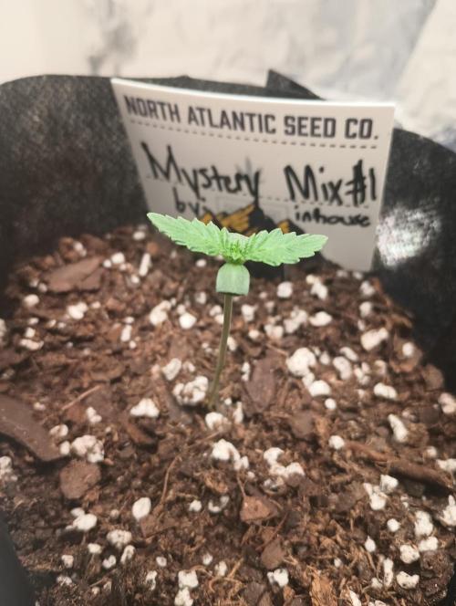 Halloween Mystery Mix #1 - IHG. Week 1