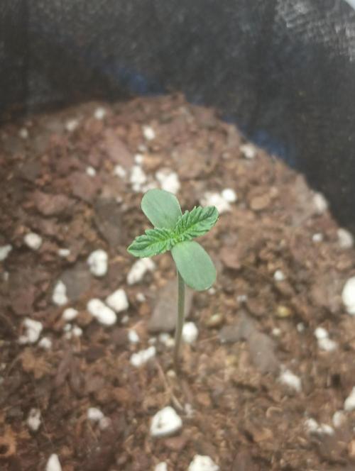 Garlic Storm - IHG. Week 1