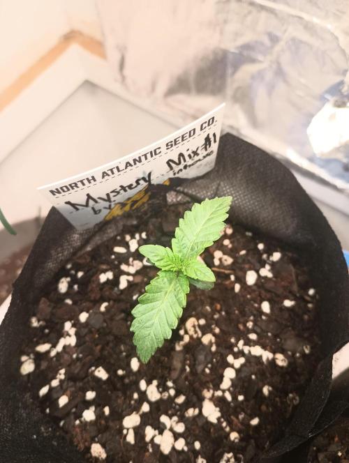 Halloween Mystery Mix #1 - IHG. Week 1 - Day 6! Still as green as before just took pic with flash.