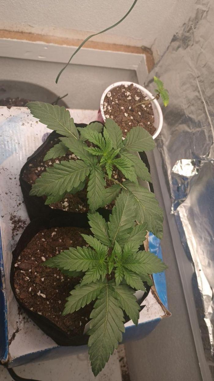 Garlic Storm - IHG. Week 2