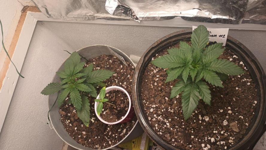 Halloween Mystery Mix #1 - IHG. Week 3