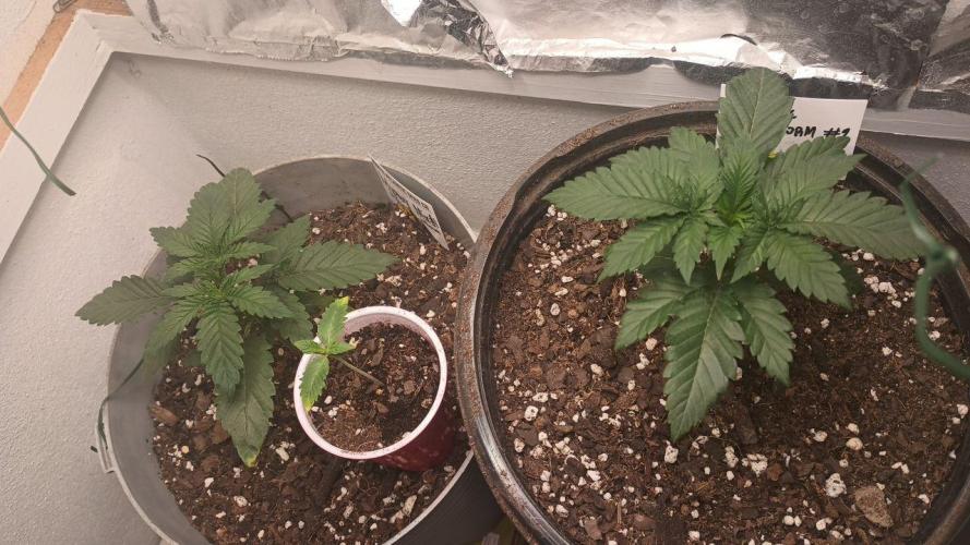 Garlic Storm - IHG. Week 3