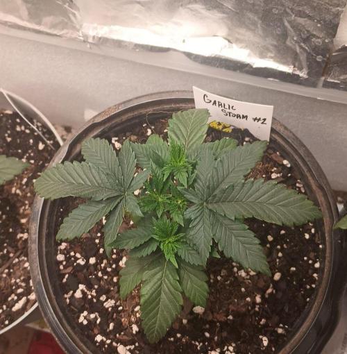 Garlic Storm - IHG. Week 3 - Day 5