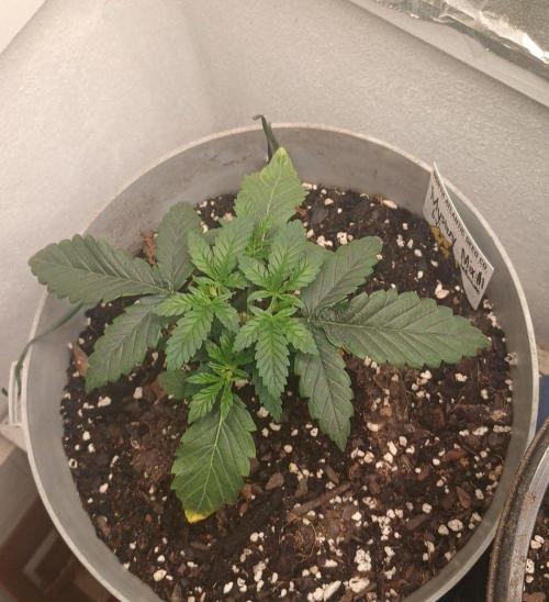 Halloween Mystery Mix #1 - IHG. Week 3 - Day 6