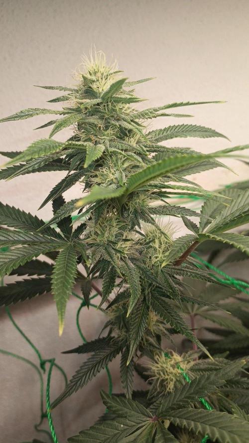 Banana Runtz | Solfire Gardens. Week 4