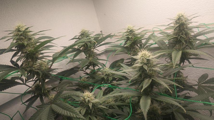 Banana Runtz Regular. Week 4